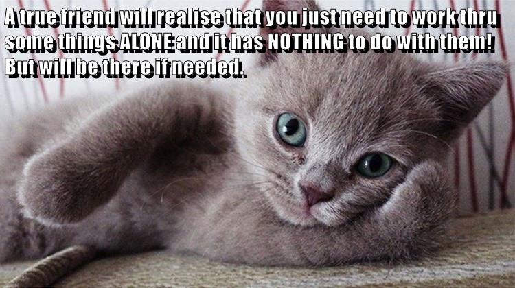 A true friend - Lolcats - lol | cat memes | funny cats | funny cat ...