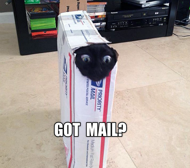 Cat In Mail.. - Lolcats - lol | cat memes | funny cats | funny cat