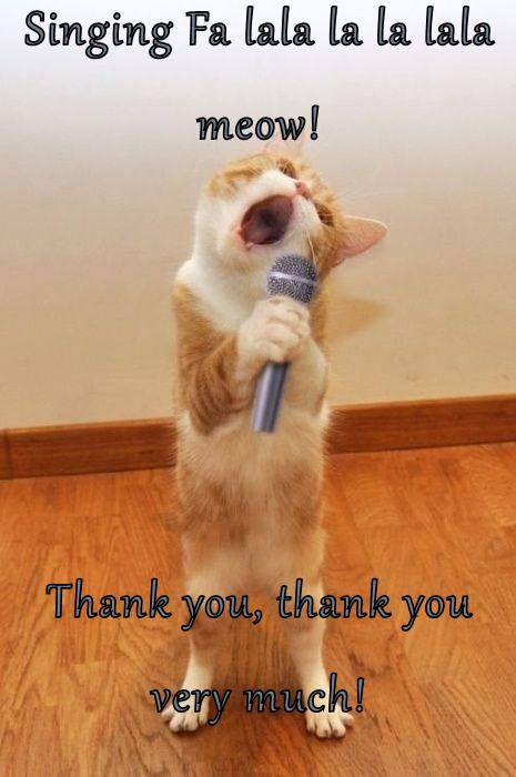 Thank you, thank you very much! - Lolcats - lol | cat memes | funny