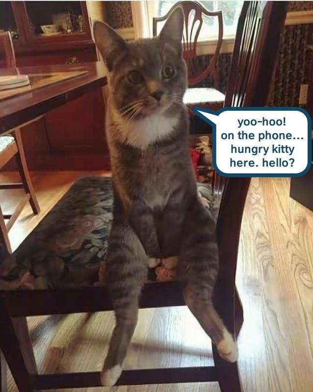 kitteh is nonpussed - Lolcats - lol | cat memes | funny cats | funny