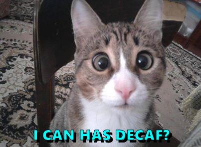 I CAN HAS DECAF? - Lolcats - lol | cat memes | funny cats | funny cat ...