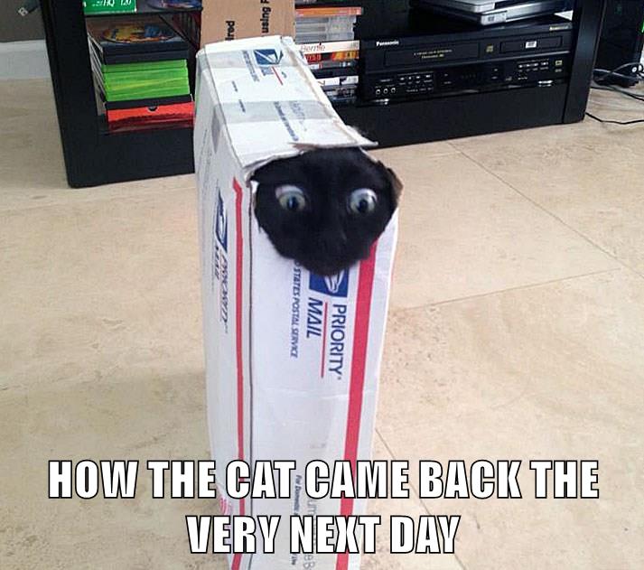 THE VERY NEXT DAY Lolcats lol cat memes funny cats funny cat pictures with words on