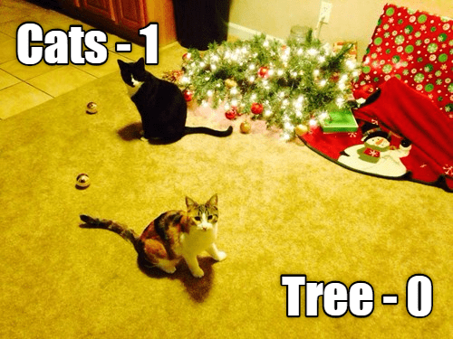 War on Catmas, Day One - Lolcats - lol | cat memes | funny cats | funny ...