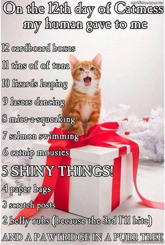 Any cat s wish list i can has cheezburger 