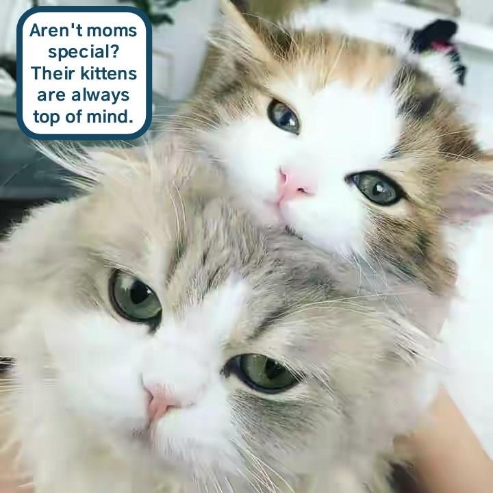 Moms are special - Lolcats - lol | cat memes | funny cats | funny cat ...