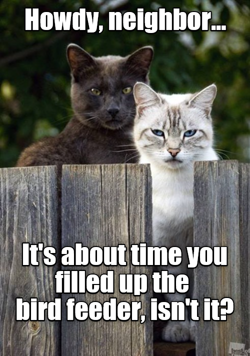 Those poor starving cats I mean birds! Lolcats lol cat memes