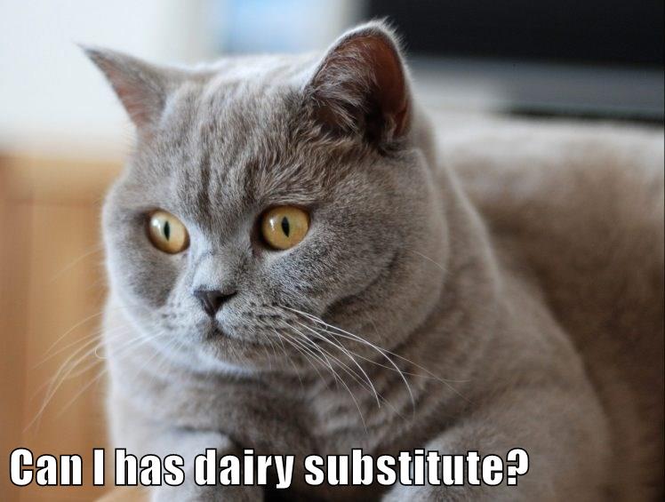 Can I has dairy substitute? - Lolcats - lol | cat memes | funny cats ...