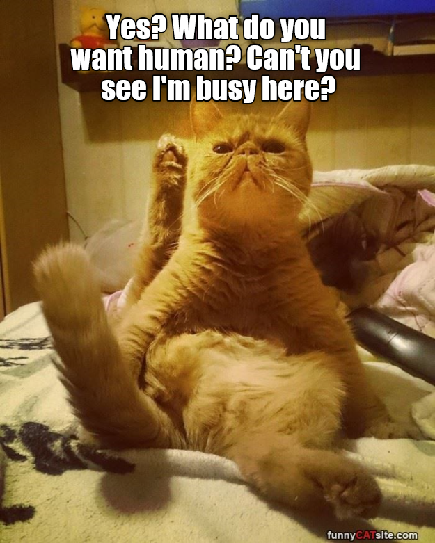 Can't you see I'm busy here? - Lolcats - lol | cat memes ...