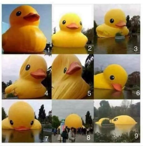 In The Lonely Canadian Duck Scale How Do You Feel Today I Can Has Cheezburger