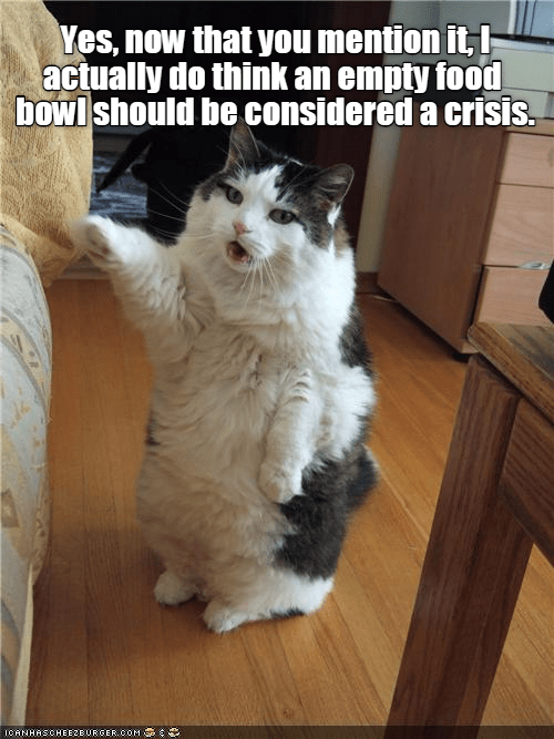 Empty food bowl - Lolcats - lol | cat memes | funny cats | funny cat
