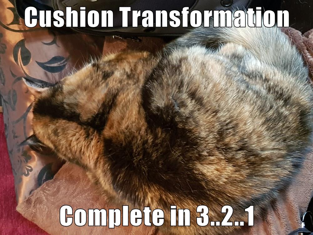 Cushion Transformation Complete in 3..2..1 Lolcats lol cat memes