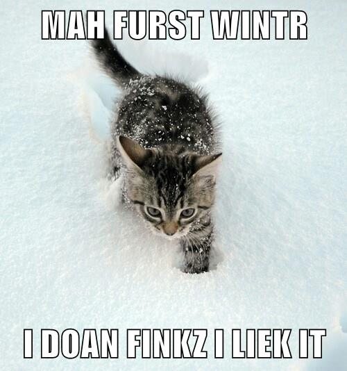 MAH FURST WINTR - Lolcats - lol | cat memes | funny cats | funny cat ...