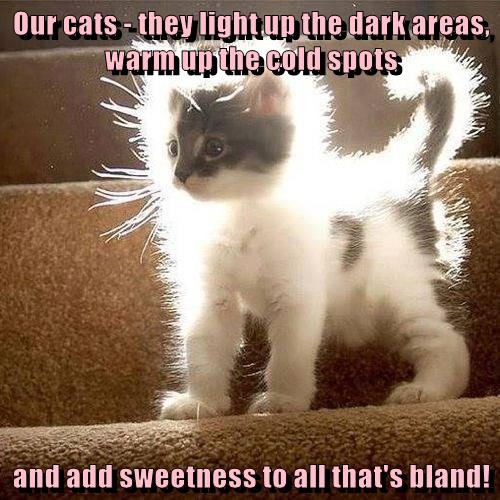 Our cats - they light up the dark areas, warm up the cold spots and add ...