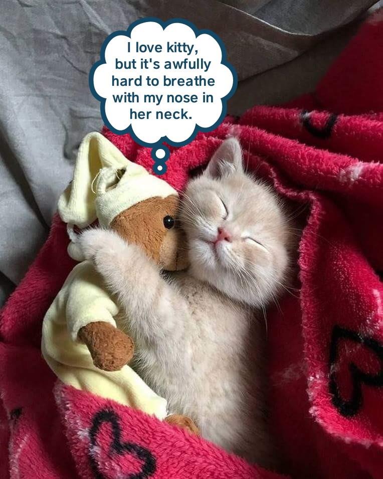 Smothering love Lolcats lol cat memes funny cats funny cat