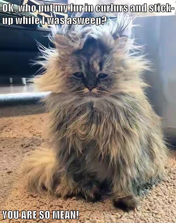 Lolcats hurt LOL at Funny Cat Memes Funny cat pictures with words