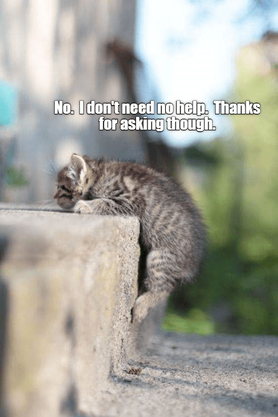 Thanks though - Lolcats - lol | cat memes | funny cats | funny cat