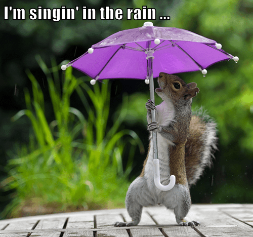 I m singin in the rain  Animal Capshunz Funny  