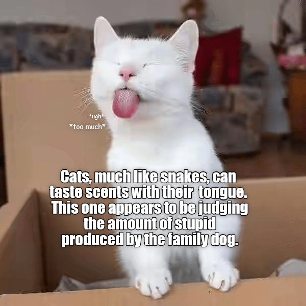 Cat Facts - Lolcats - lol | cat memes | funny cats | funny ...
