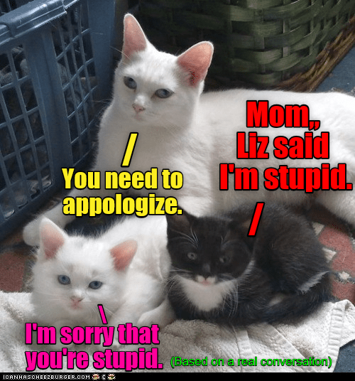 Siblings - Lolcats - lol | cat memes | funny cats | funny cat pictures ...