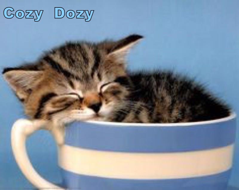 Cozy Dozy - Lolcats - lol | cat memes | funny cats | funny cat pictures ...