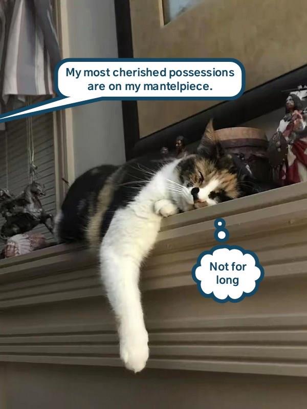 They'll all be leaving with me - Lolcats - lol | cat memes | funny cats