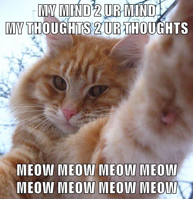 MY MIND 2 UR MIND - Lolcats - lol | cat memes | funny cats | funny cat ...