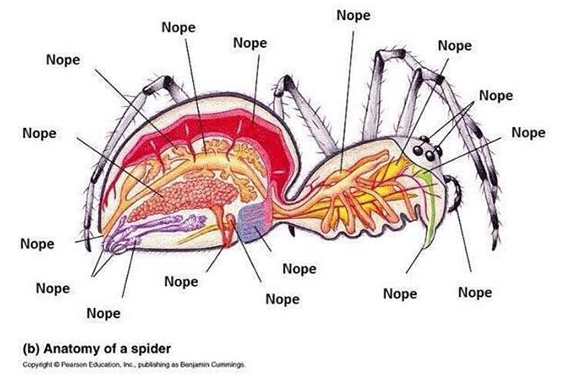 The Anatomy Of a Spider - I Can Has Cheezburger?