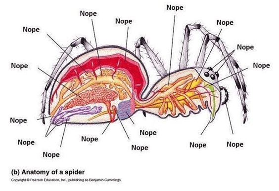 The Anatomy Of a Spider - I Can Has Cheezburger?