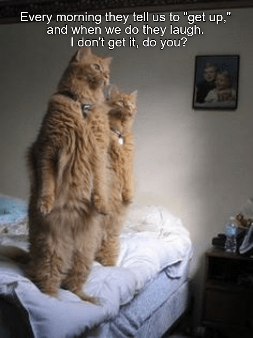 Get up! - Lolcats - lol | cat memes | funny cats | funny cat pictures ...