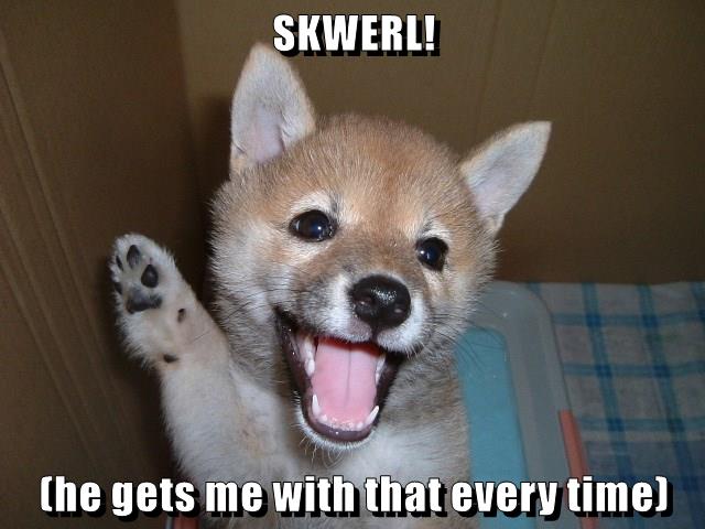 SKWERL! - I Has A Hotdog - Dog Pictures - Funny pictures of dogs - Dog ...