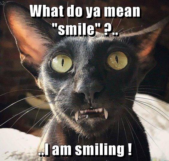 what-do-ya-mean-smile-lolcats-lol-cat-memes-funny-cats-funny-cat-pictures-with