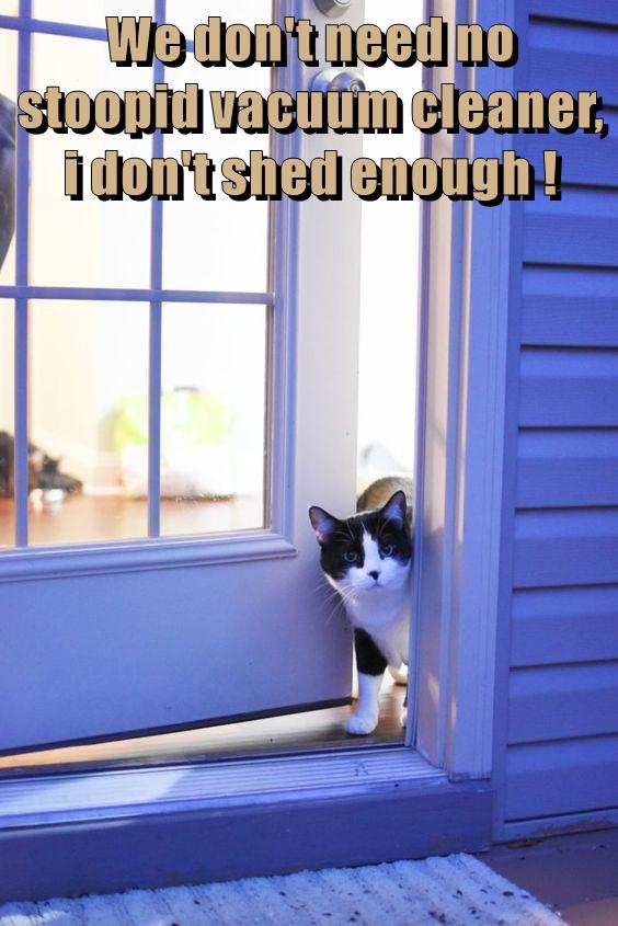 We don't need no stoopid vacuum cleaner - Lolcats - lol cat memes funny
cats funny cat