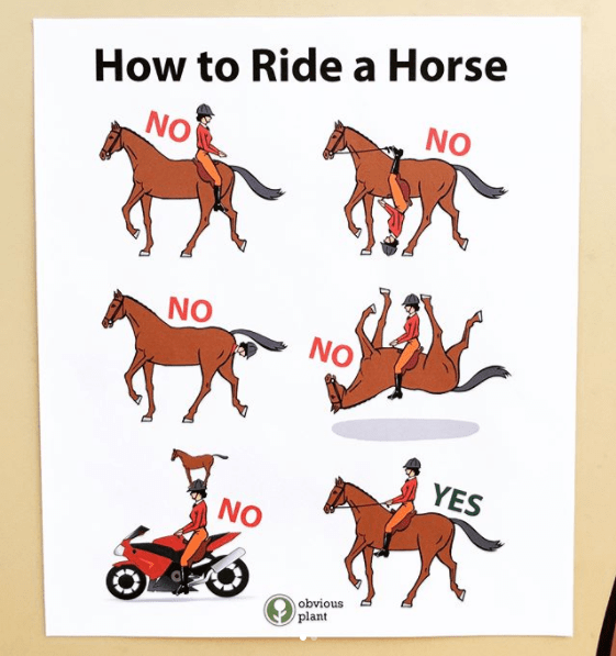 barf-die-katz-ride-a-horse