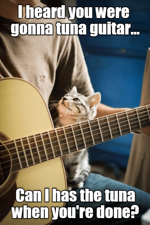 Are you saying I'm out of tune? - Lolcats - lol | cat memes | funny ...