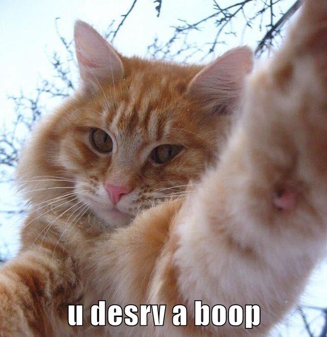 U desrv a boop - Lolcats - lol | cat memes | funny cats ...