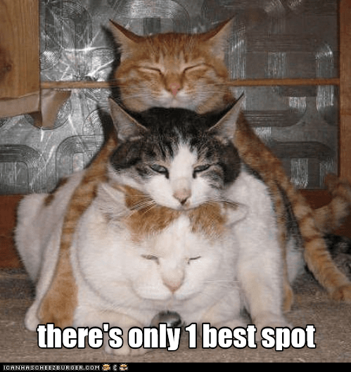 There's only 1 best spot - Lolcats - lol | cat memes | funny cats ...