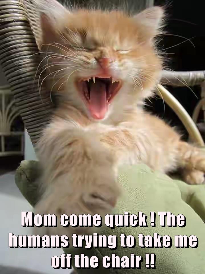 Mom come quick ! - Lolcats - lol | cat memes | funny cats | funny cat