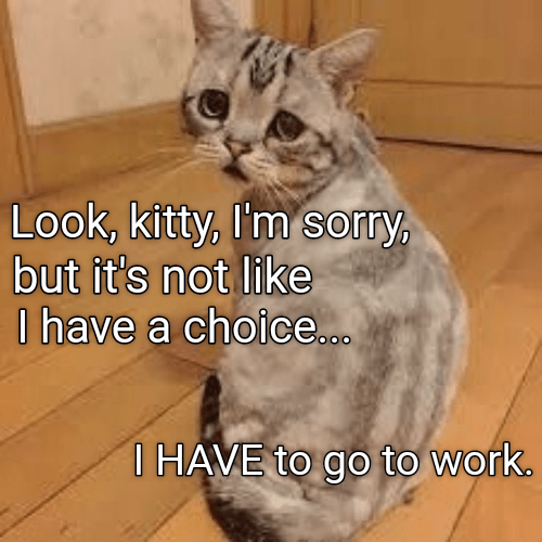 Yes, I'll miss you too Lolcats lol cat memes funny cats funny