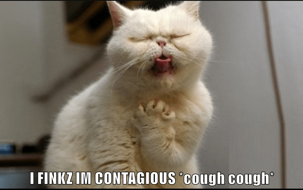 I FINKZ IM CONTAGIOUS *cough cough* - Lolcats - lol | cat memes | funny