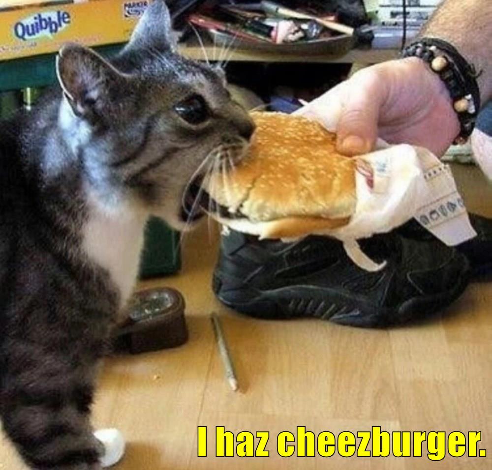 I haz cheezburger. - Lolcats - lol | cat memes | funny cats | funny cat