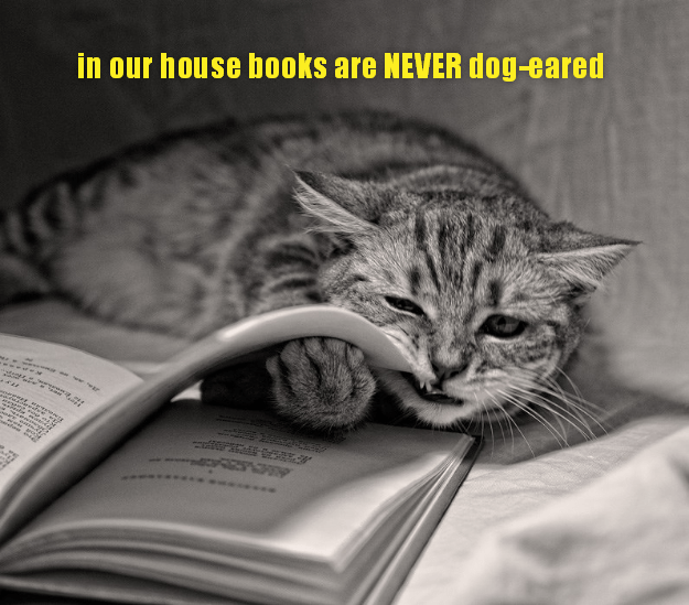 In our house books are NEVER dog-eared - Lolcats - lol | cat memes ...