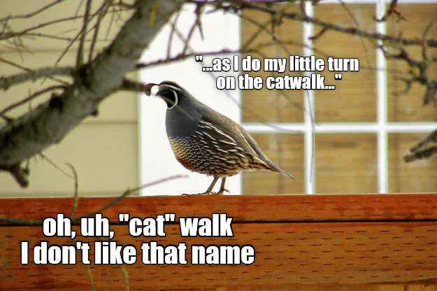 I quail at the name - Animal Comedy - Animal Comedy, funny animals ...