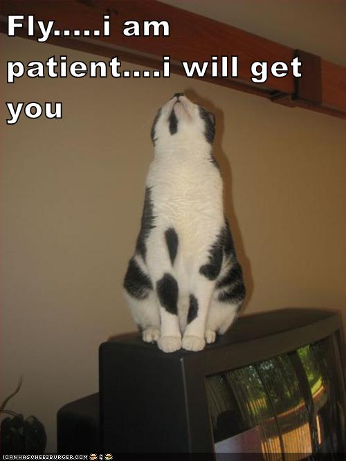 Fly.....i am patient....i will get you - Lolcats - lol | cat memes ...