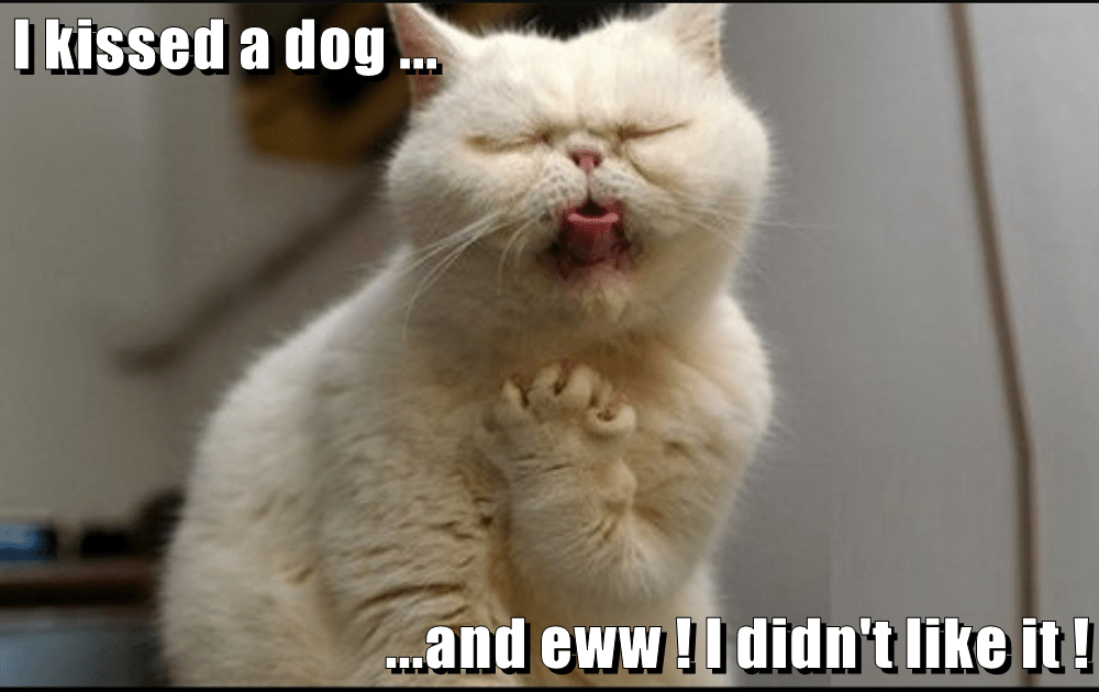 I kissed a dog ... ...and eww ! I didn't like it ! - Lolcats - lol ...