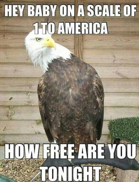 Best Pick Up Line For A Bald Eagle I Can Has Cheezburger