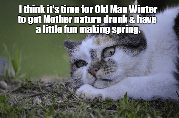 Spring fling indeed... - Lolcats - lol | cat memes | funny cats | funny ...