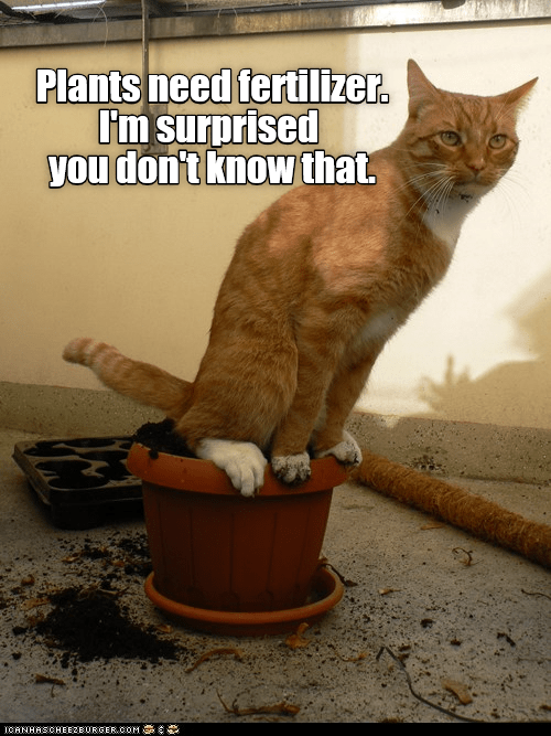 call-yourself-an-expert-lolcats-lol-cat-memes-funny-cats