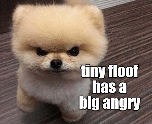 Tiny floof has a big angry - I Has A Hotdog - Dog Pictures - Funny