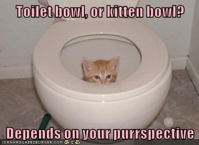 Toilet bowl, or kitten bowl? Depends on your purrspective - Lolcats ...