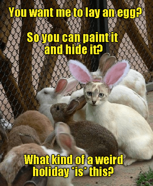 Hey -- you're the one who put on the bunny ears! - Lolcats - lol | cat ...